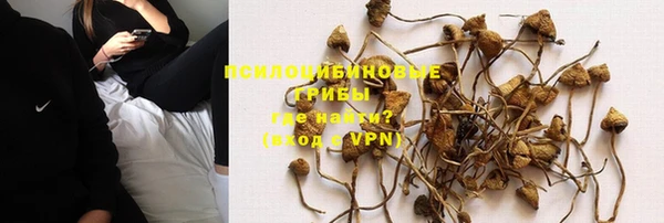 прущие грибы Алзамай