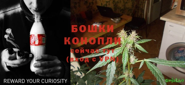 прущие грибы Алзамай